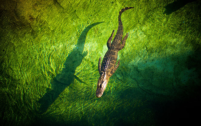 environmental gallery 1